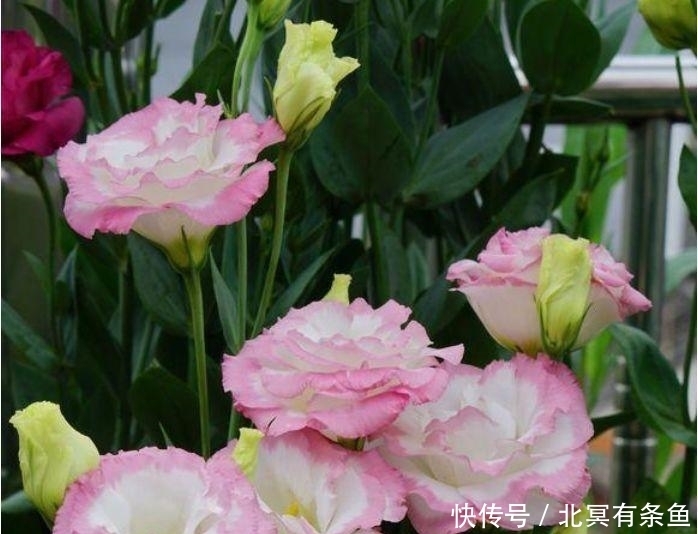 4种“旺运花”,吉祥添富贵,花朵粉嫩丰腴,绚丽夺目