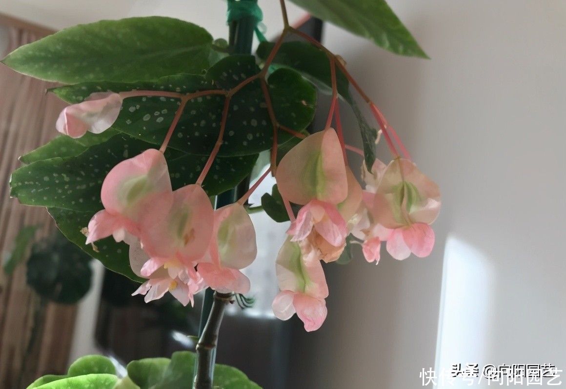 春天养花，3个“术语”要知道，各有妙用，养花一定能用上