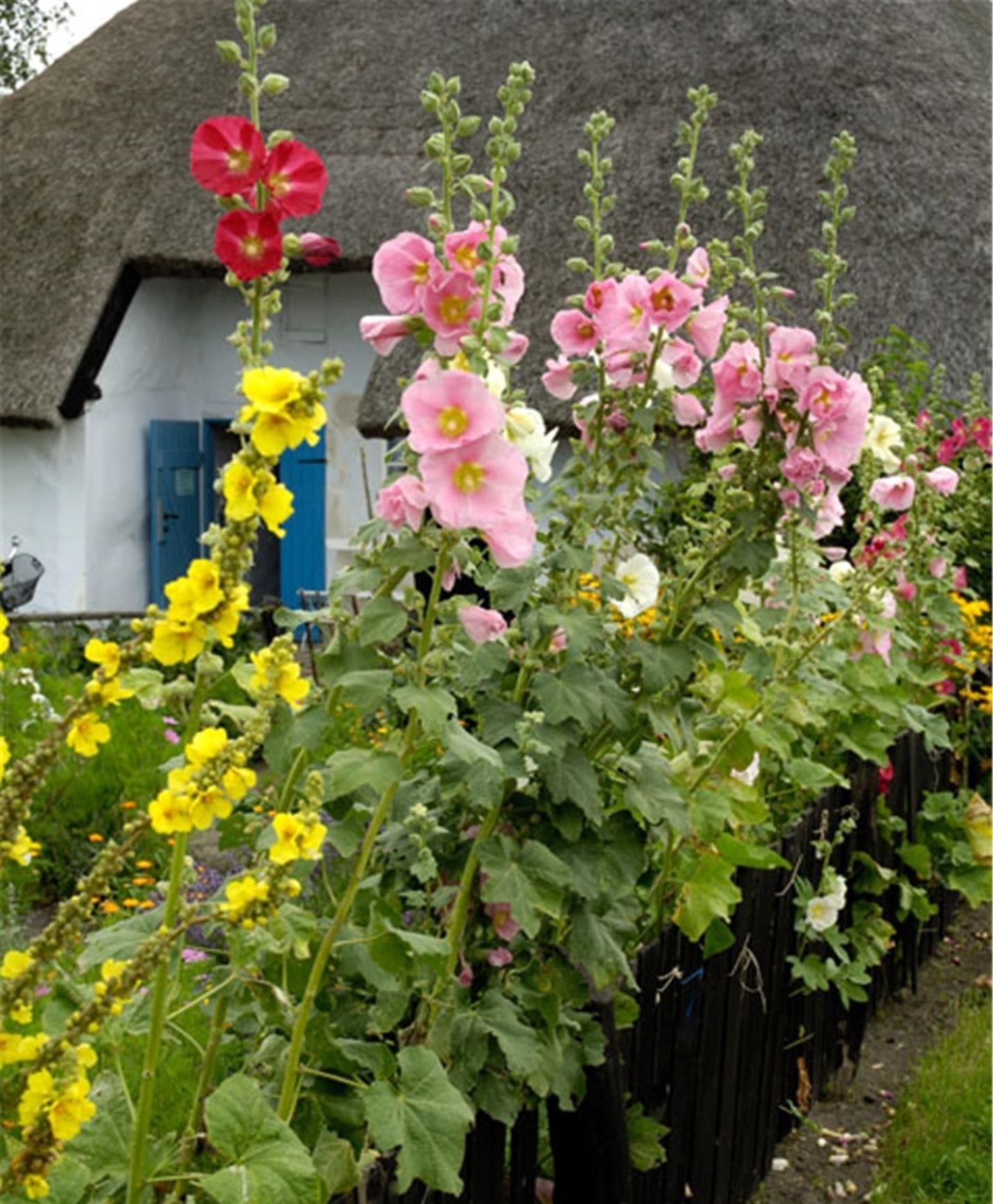 最适合种在家门口的5种花,漂亮,大气,还很好养