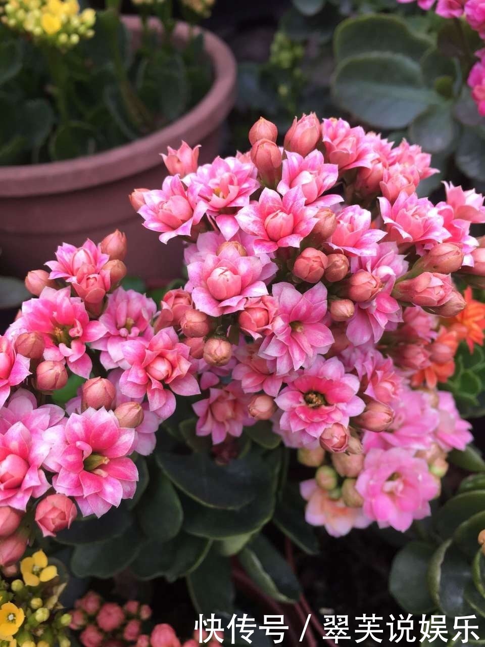 百菌清|养长寿花,遇到2种枝条“不能留”,要不全军覆弄、不开花