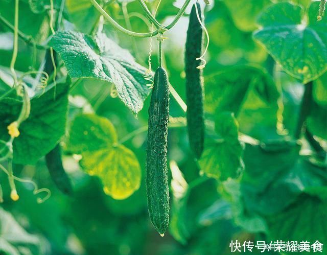 维生素b|明日小暑，推荐大家吃“4瓜4果”，又便宜又有营养，更重要是解暑