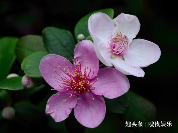 此花花姿优美，娇艳的花朵远望宛如天边灿烂的晚霞，格外绚丽夺目