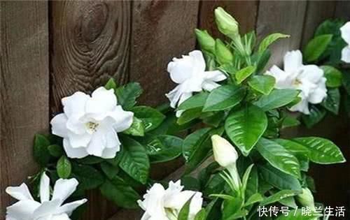 花苞|半月给栀子花喝一勺酸水,花苞开得一茬接一茬,香味扑鼻可美了