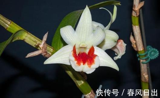 根系|前人传下来的养兰“8字经”,是对养好兰花的经验和总结,赶紧学