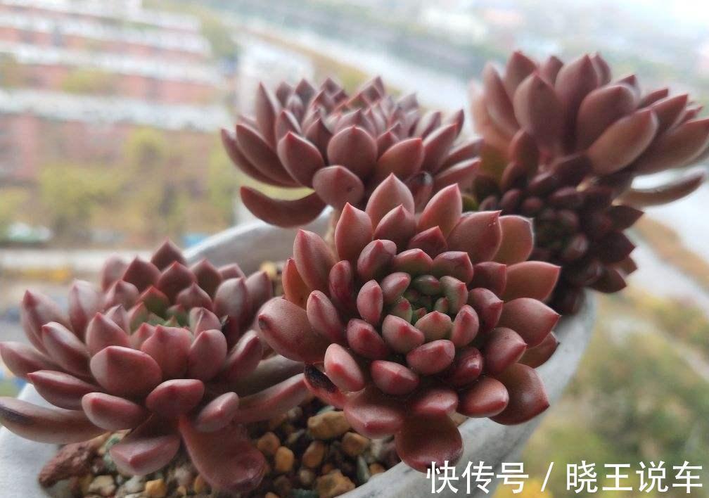 园艺新人小白可放心盆栽的多肉植物:红宝石,漂亮又好活
