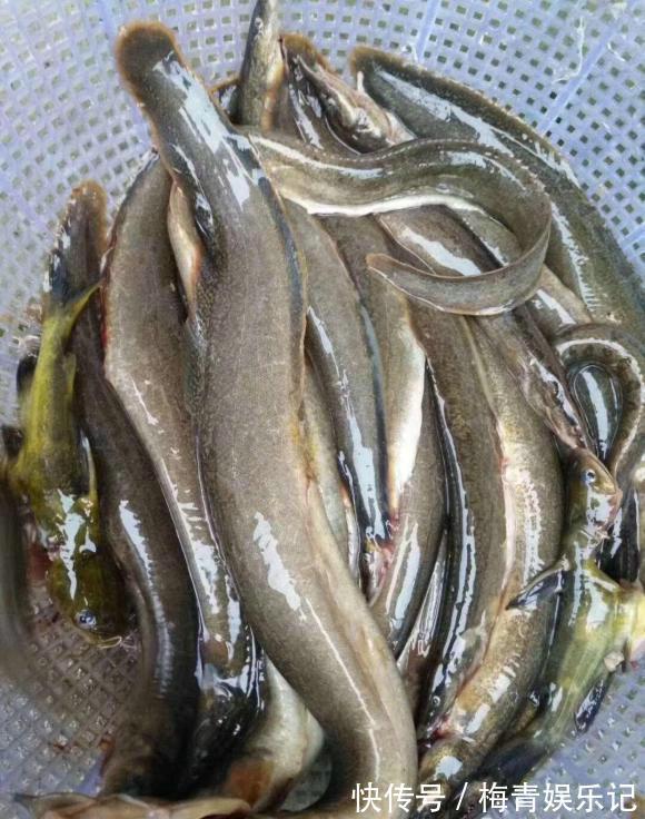 广东|涨水后,广东湛江河道刀鳅鱼泛滥,钓鱼人:钓得头疼