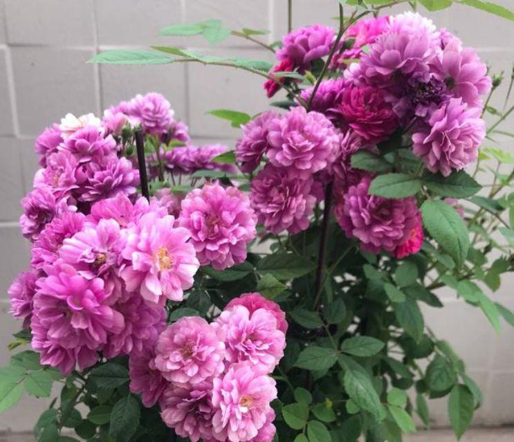 家养几种花卉，开花勤爱爆盆，花色鲜艳，养在庭院超美的