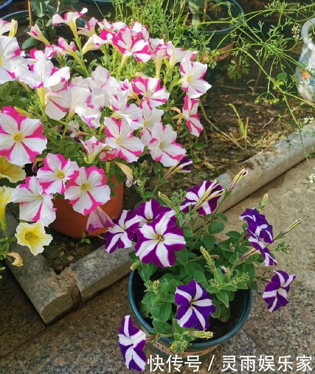 70岁老妈,一天也闲不住,院子里种满了花!