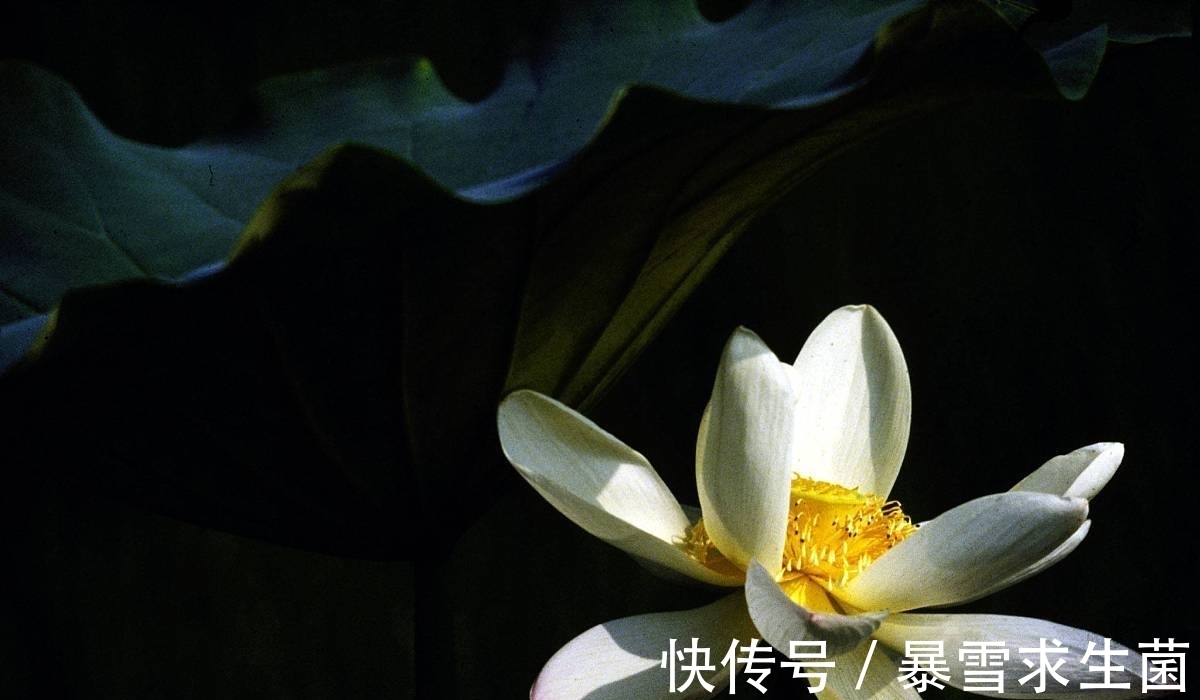 薛宝钗&别人不挑剩下的也不给我,别被黛玉带歪了,作者是要掰冷香丸的谎