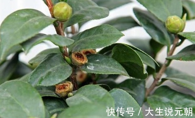 茶花黄叶花苞还打不开做好这5点,茶花开得又大又艳