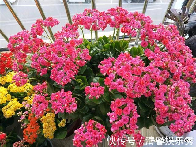 休眠|秋天，养护长寿花，做好这“4要点”，叶片肥厚，花苞蹭蹭冒不停