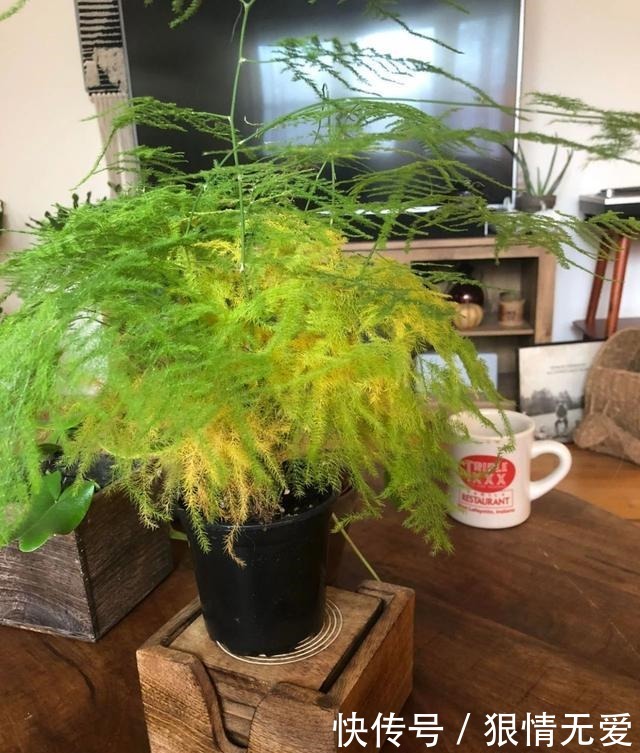 文竹、武竹和松叶武竹三“兄弟”,颜值高,哪种养护难度高!