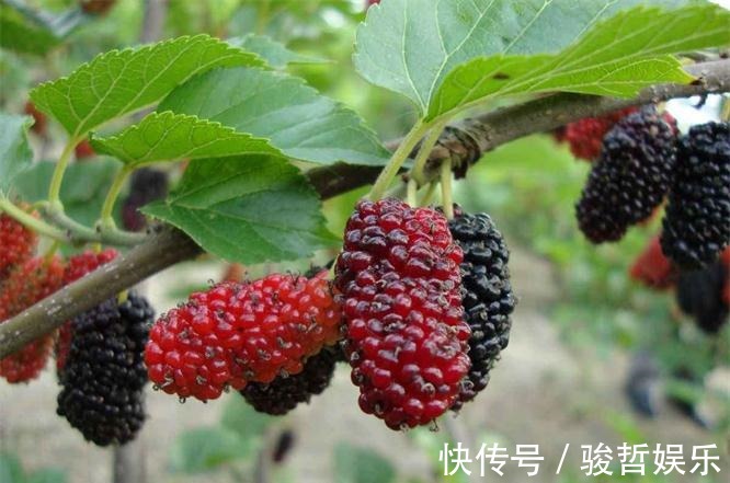 宁心安神|女性不想长皱纹,要多吃3种水果,祛皱护肤,排毒抗衰,早吃早好