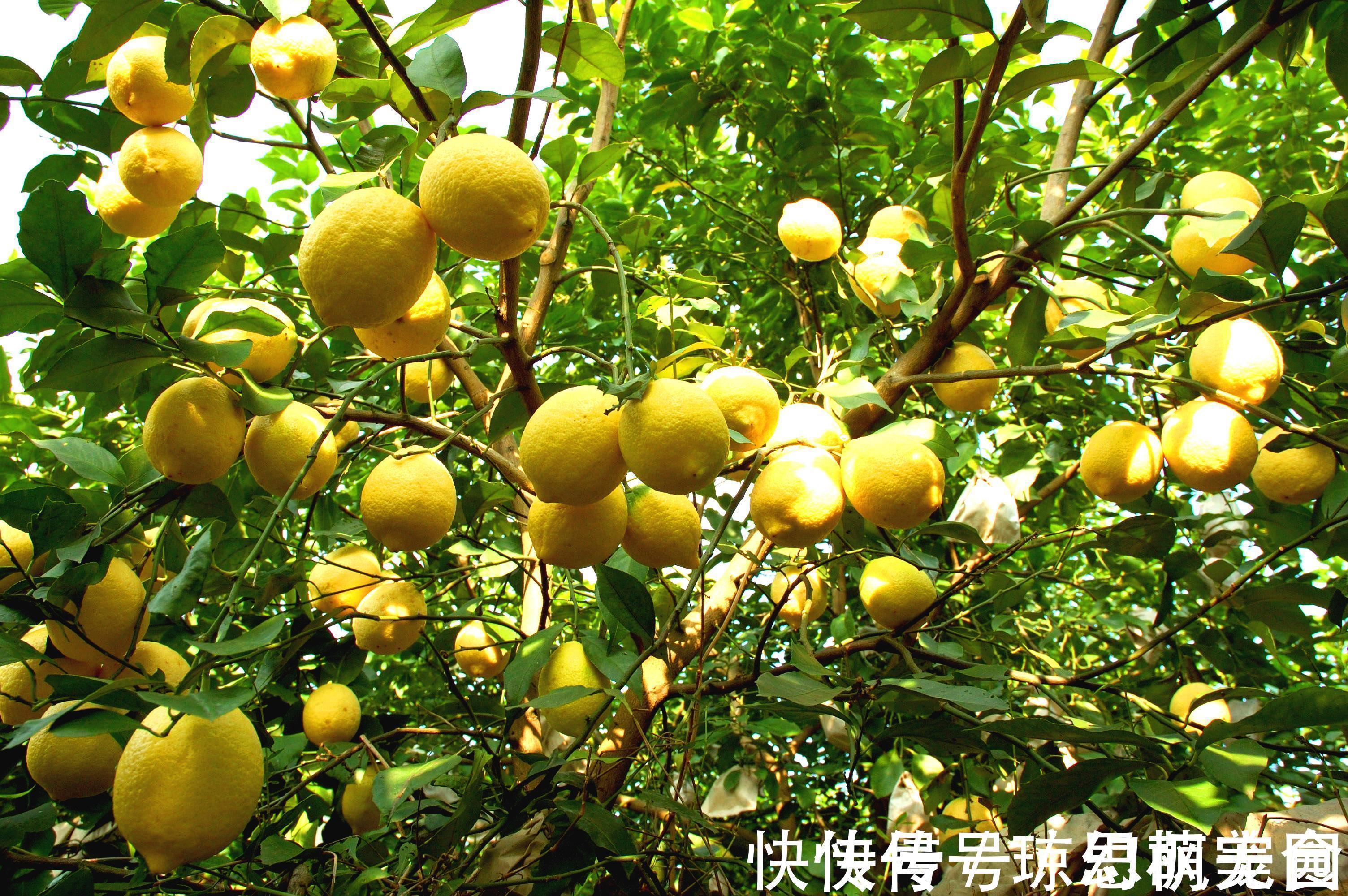 养花|不仅是我们在养花,花也在养我们,看看这些花你家有吗?