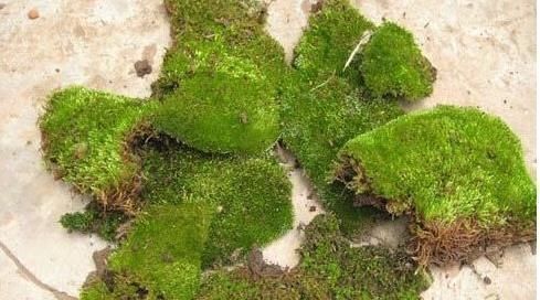 收获|路边常见的“它”,挖一块铺花盆里,不花一分钱,15天后收获惊喜