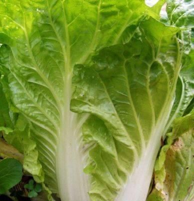 找病|提个醒炒大白菜不可放此物,吃了就是没病找病,早知早好