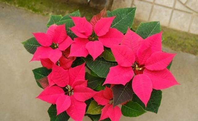 红红火火|西方的“圣诞花”,红红火火忒漂亮,只能看,不能摸!