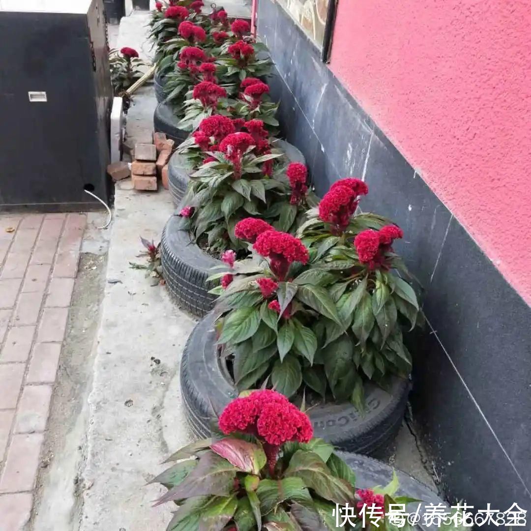 50种花春天播种,长满小院子,能开一整年