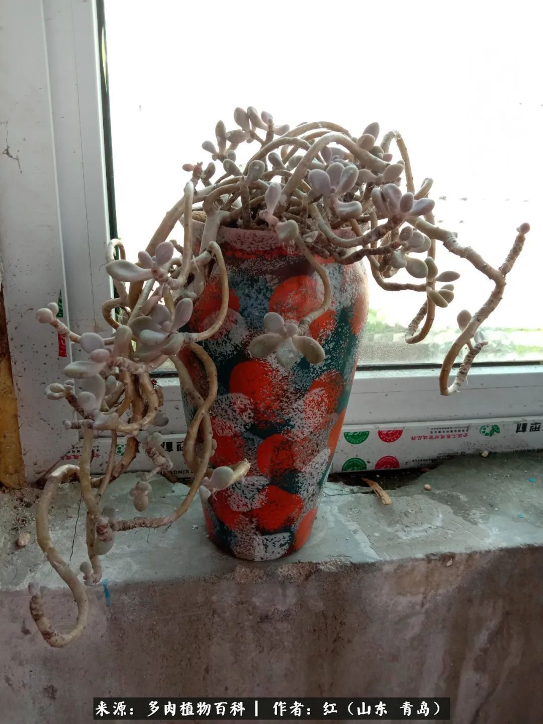 多肉度个夏，回到解放前！曾经有多美，现在就有多丑！