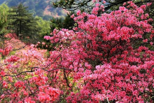 重庆现“绿野仙踪”，百亩杜鹃花海惹人醉，位于南岸区，大饱眼福