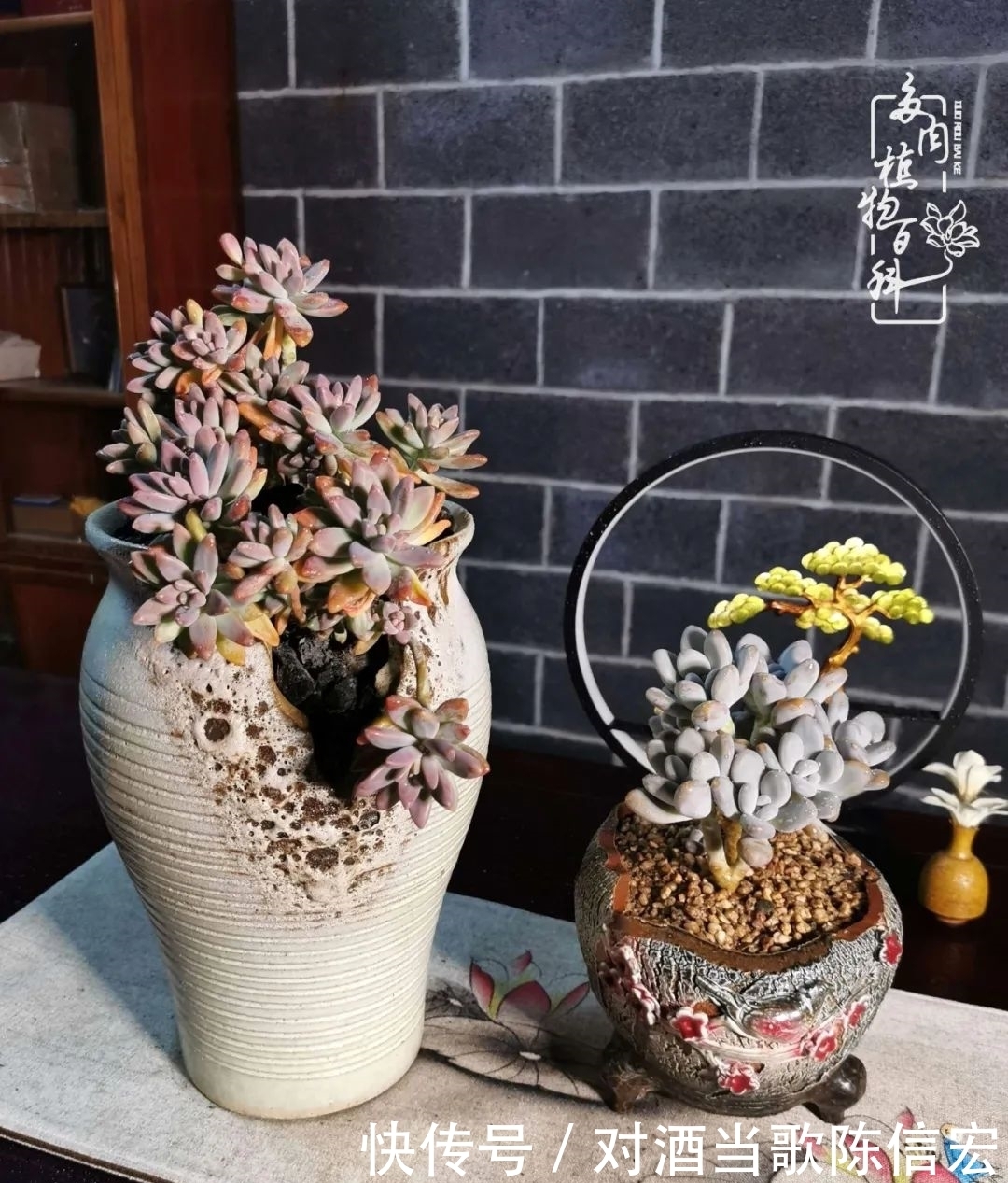 多肉桃花源:别人笑我太疯癫,我笑他人看不穿!