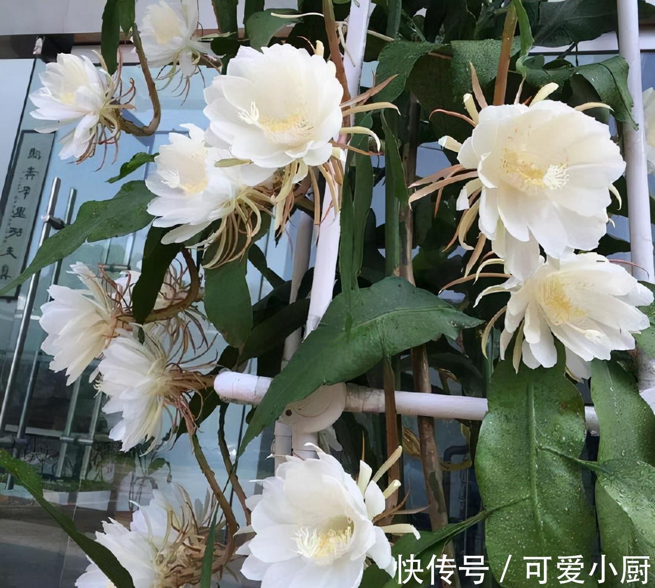 两米高|2种花，20个大花苞一起开，一个白天开，一个夜晚开美死了