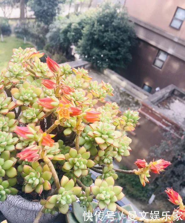 蟹爪兰|6种花，就得“穷着养”，花盆越小，长势越喜人！