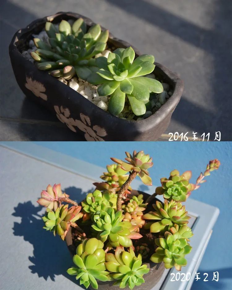 面朝大海的多肉们，在四季变迁中生生不息！