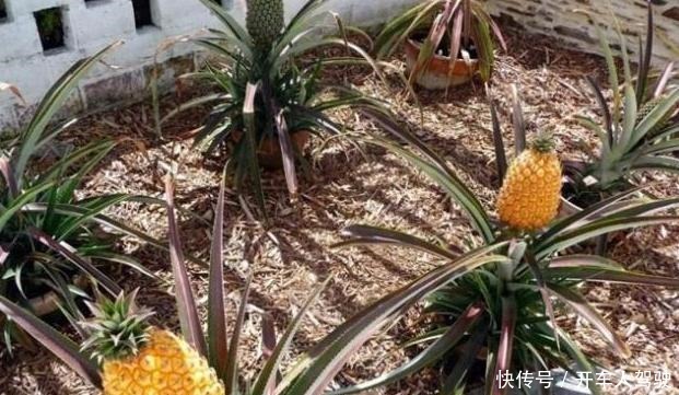 7万一串的葡萄,50万一颗的荔枝,土豪看了都说吃不起!