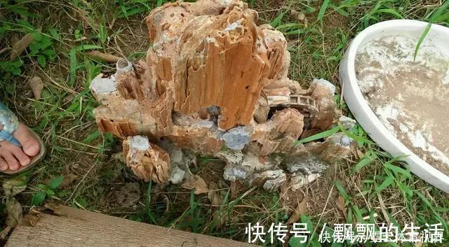 回家|垃圾桶里一堆“贵货”花,丢人也要捡,带回家就开花