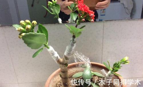 玉树|长寿花嫁接到玉树上，亲源近成活率高，来年的花开成了花团