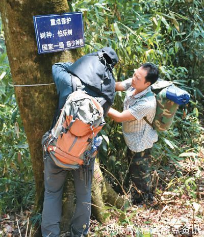 野生植物|云南梧桐 拯救“极小种群”彰显中国生态智慧