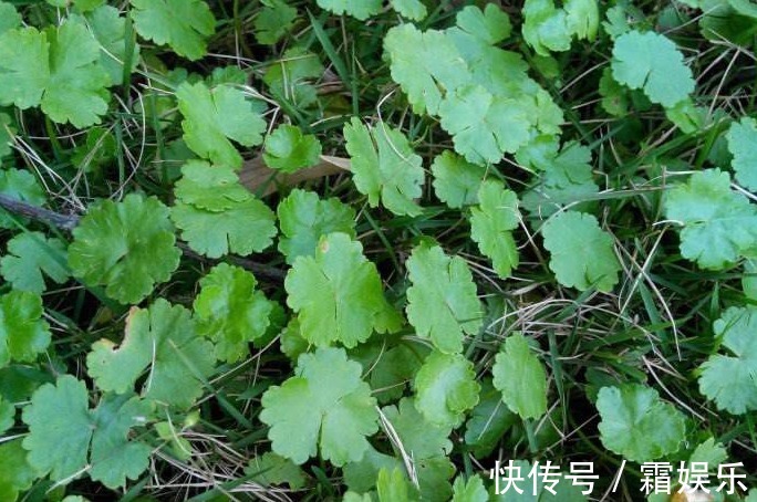 滋阴润燥|常吃以下3种野菜,能滋阴润燥、凉血利湿,对身体特别好