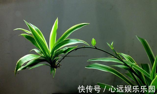 金边|金边吊兰真漂亮,盆里埋层“养花料”,新叶猛长还抽穗!