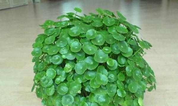 盆栽|3种“招财花”,掐个叶子养1盆,旺运又招财,日子越过越好