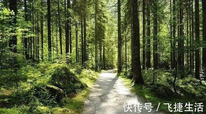 夏日|陆游诗词里的夏天 ：柴扉昼掩竹林幽，坐使炎天变素秋