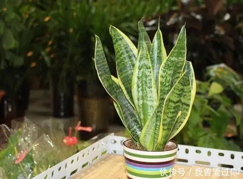 养芦荟、虎皮兰,这样“配土”,3年不换盆,叶片水灵,长势旺