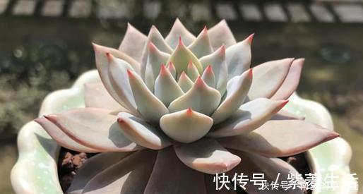 多肉容易摊大饼?教你几个小技巧,重新缀化,憋成群生肉墩子!