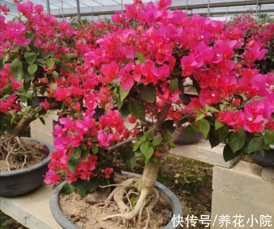 三角梅秋季不开花，按照“2多1控”来养，让它花苞开满枝头