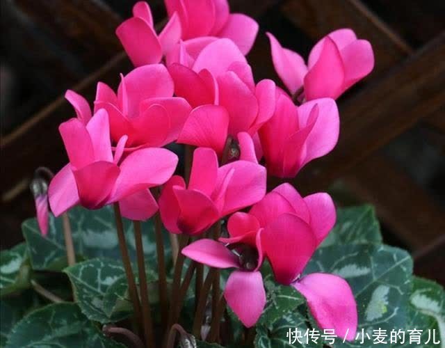 寒冬腊月，8种花开得正旺，春节养在家里春意盎然好喜庆