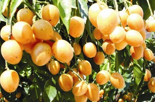 消炎|晚上当零食吃几颗,一个月下来,止咳化痰,消炎杀菌,夏天不咳嗽