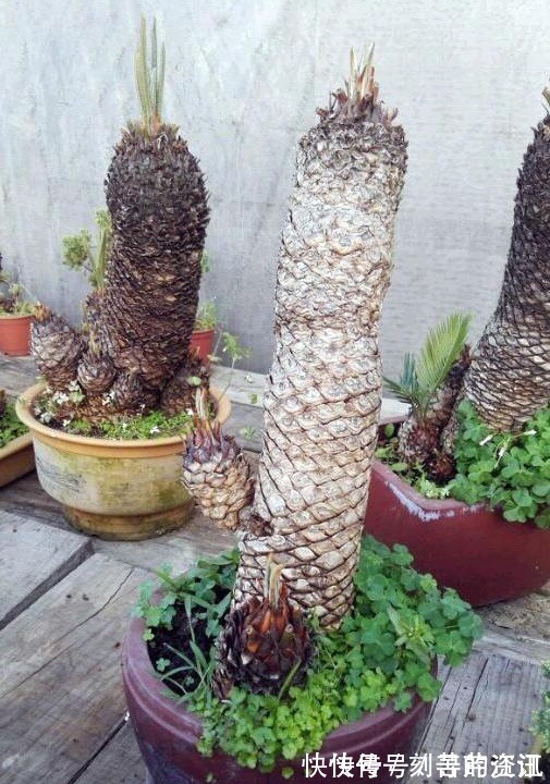 白鳞铁|大叔养了七年的盆栽,不长叶子不开花,长成这样500一盆被买走