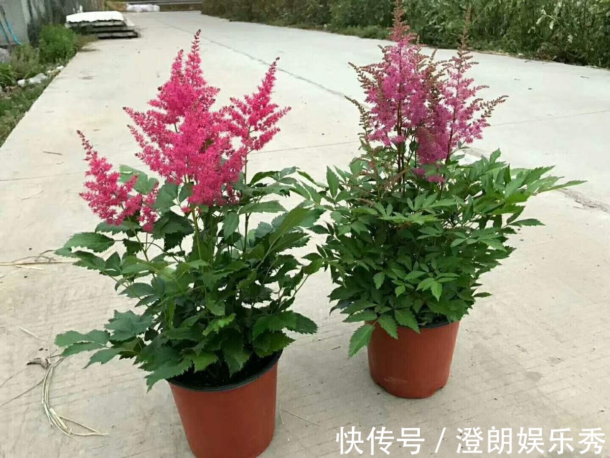 8种“中国红”年宵花,养在家里添喜气,红红火火好运来