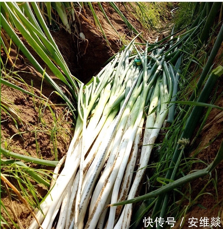 冬天保存大葱，记住2个小妙招，保存一冬天都新鲜！