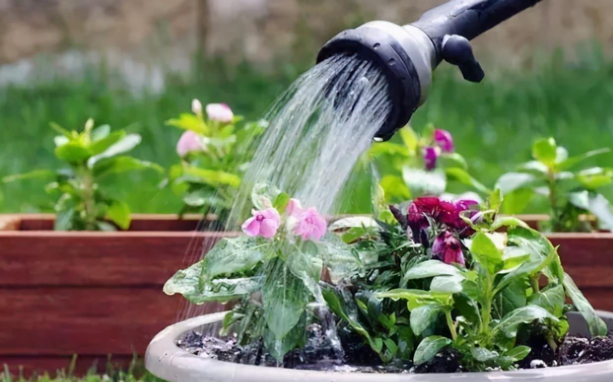 为啥花市的花用园土种长得好?如果你想用,要保证做好4点才行