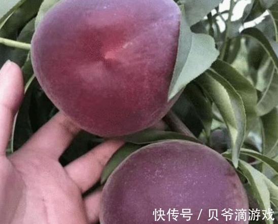 四川发现一个大叔种的果树!果肉鲜甜多汁,富含花青素