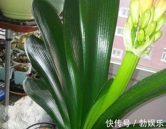 淘米水|淘米水浇花有讲究,方法不对变“毒药”,浇一盆死一盆!