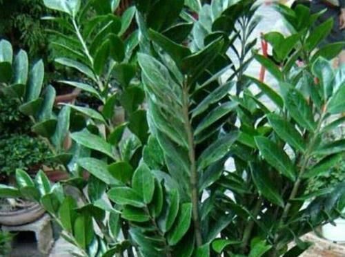 君子兰|有钱人都养3种花，净化空气，还能很好的旺运，财源广进