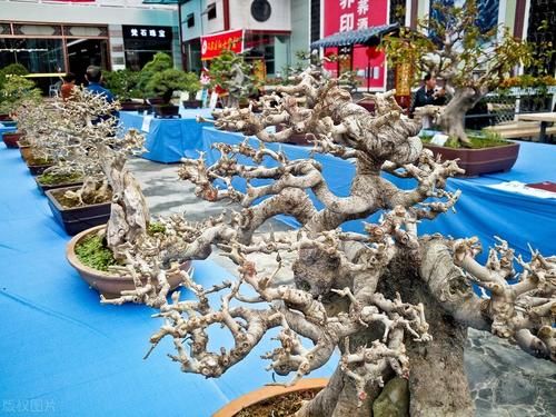 观果盆景金弹子，嫁接的雌雄枝，挂果已经开始慢慢变红了