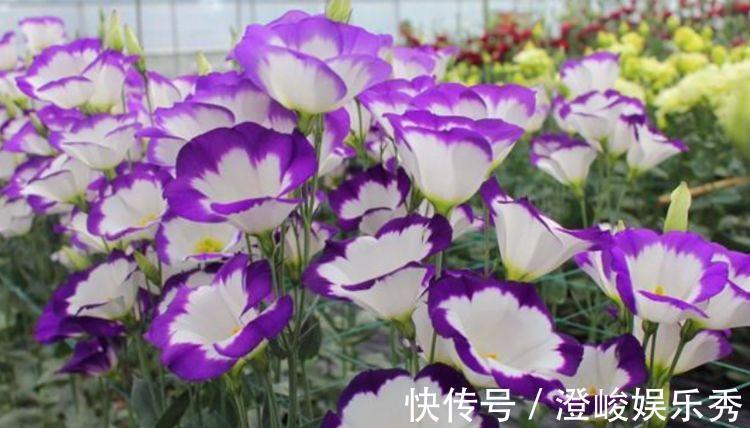 花友们|4种花养在家里,一整年都有好运气,养在家里能开一春夏!